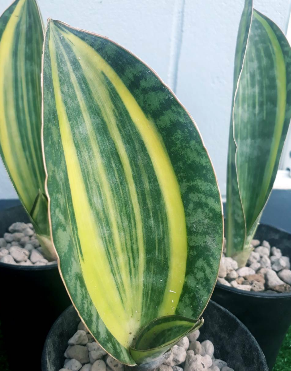 Sansevieria masoniana 'Variegata' --Variegated Whale Fin Snake Plant--