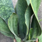 Sansevieria masoniana --Whale Fin Snake Plant--