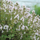 THYME 'Orange' --Thymus fragrantissimus--