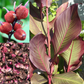 CANNA 'Achira' --Canna edulis--