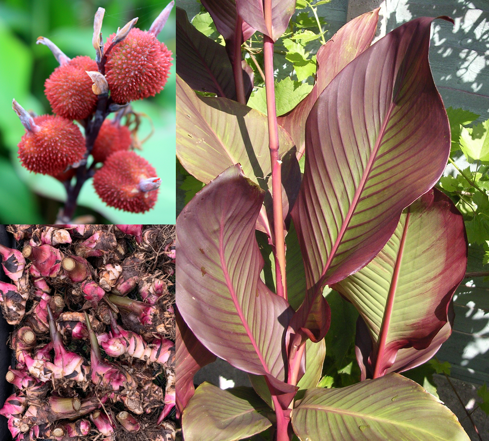 CANNA 'Achira' --Canna edulis--
