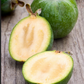 GUAVA 'Pineapple' --Feijoa sellowiana--
