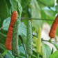 BALINESE LONG PEPPER --Piper retrofactum--