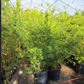 Bambusa multiplex 'Riviereorum' --Chinese Goddess Clumping Bamboo--