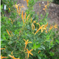 Anisacanthus quadrifidus var. wrightii --Texas Orange Acanthus--