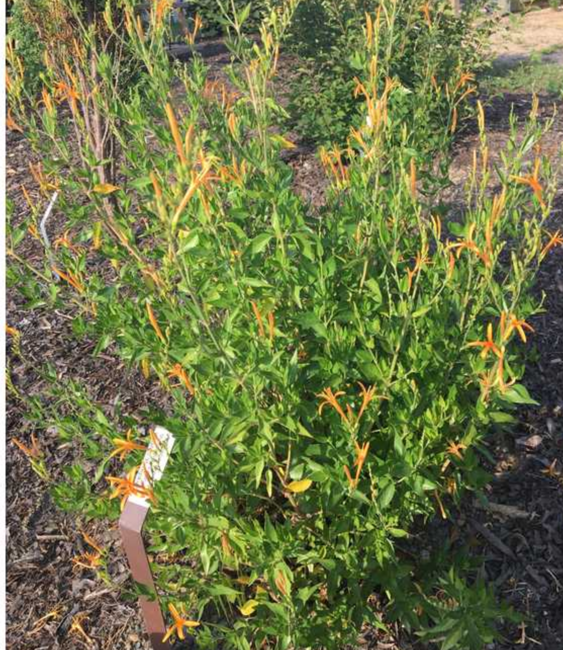 Anisacanthus quadrifidus var. wrightii --Texas Orange Acanthus--