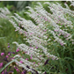 Salvia leucantha 'Danielle's Dream' --Mexican Bush Pink Sage--