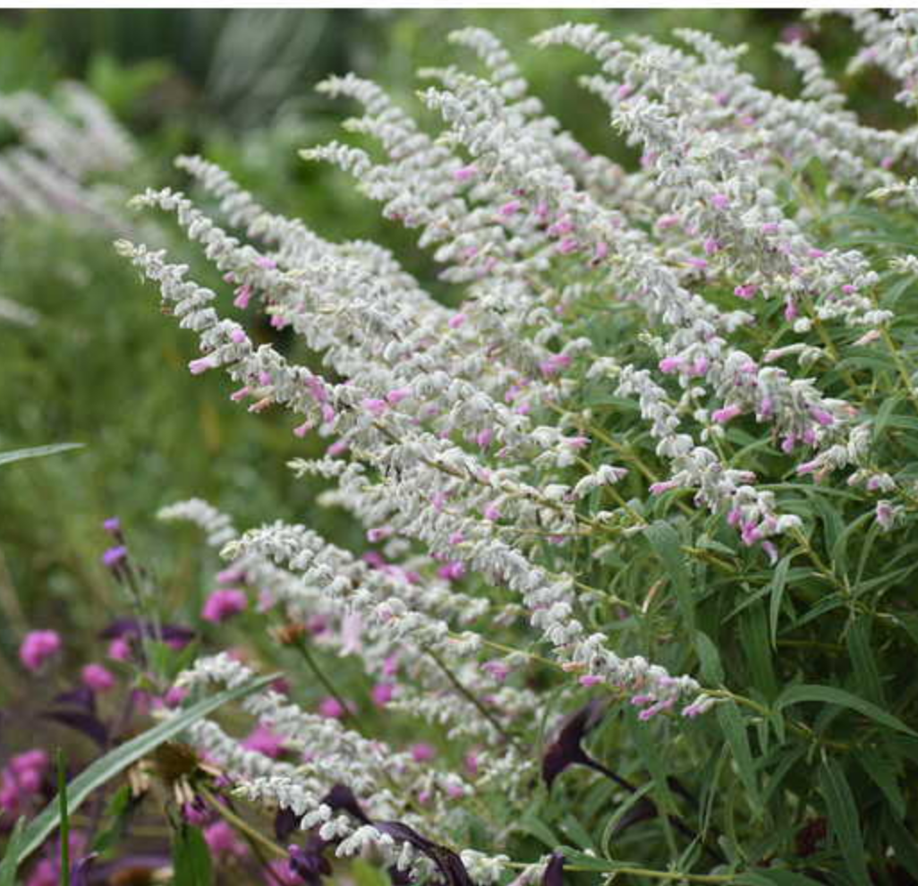 Salvia leucantha 'Danielle's Dream' --Mexican Bush Pink Sage--