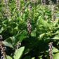 AFRICAN POTATO MINT --Plectranthus bellus--