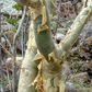 FRANKINCENSE 'Mexican' --Bursera fagaroides--