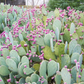 NOPALES 'Green' --Opuntia cacanapa--