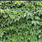 Parthenocissus quinquefolia --Virginia Creeper--