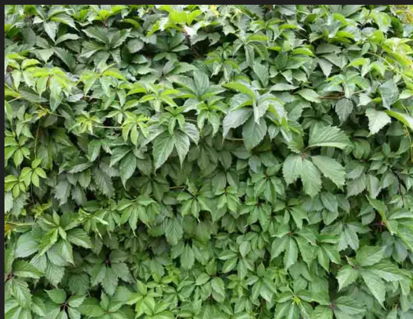 Parthenocissus quinquefolia --Virginia Creeper--