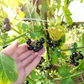 WONDERBERRY --Solanum burbankii--