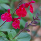Salvia greggii x microphylla --Maraschino Cherry Autumn Sage--