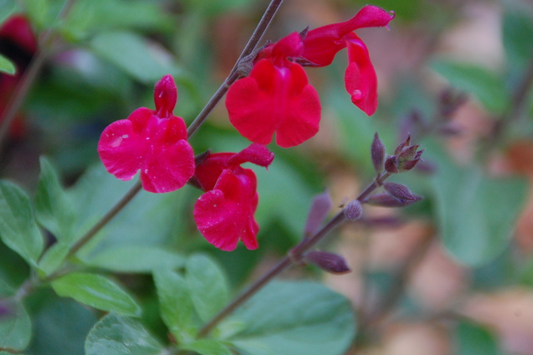 Salvia greggii x microphylla --Maraschino Cherry Autumn Sage--