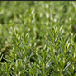 ROSEMARY 'Rex' --Rosmarinus officinalis--