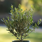 OLIVE 'European' --Olea europaea 'Arbequina'--