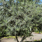 OLIVE 'European' --Olea europaea 'Arbequina'--