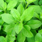GYNURA 'Spinach' --Gynura procumbens--