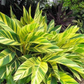 GINGER 'Variegated Shell' --Alpinia zerumbet 'Variegata'--