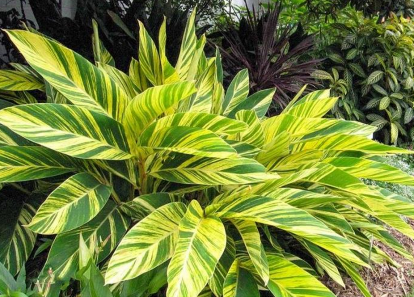 GINGER 'Variegated Shell' --Alpinia zerumbet 'Variegata'--