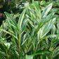 GINGER 'Variegated Shell' --Alpinia zerumbet 'Variegata'--