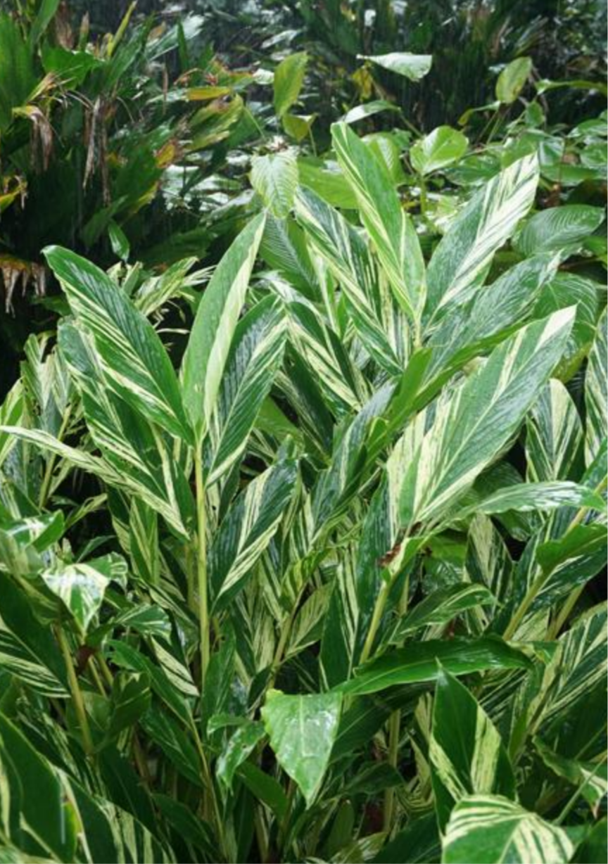 GINGER 'Variegated Shell' --Alpinia zerumbet 'Variegata'--
