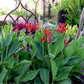 Canna x generalis 'Lucifer'