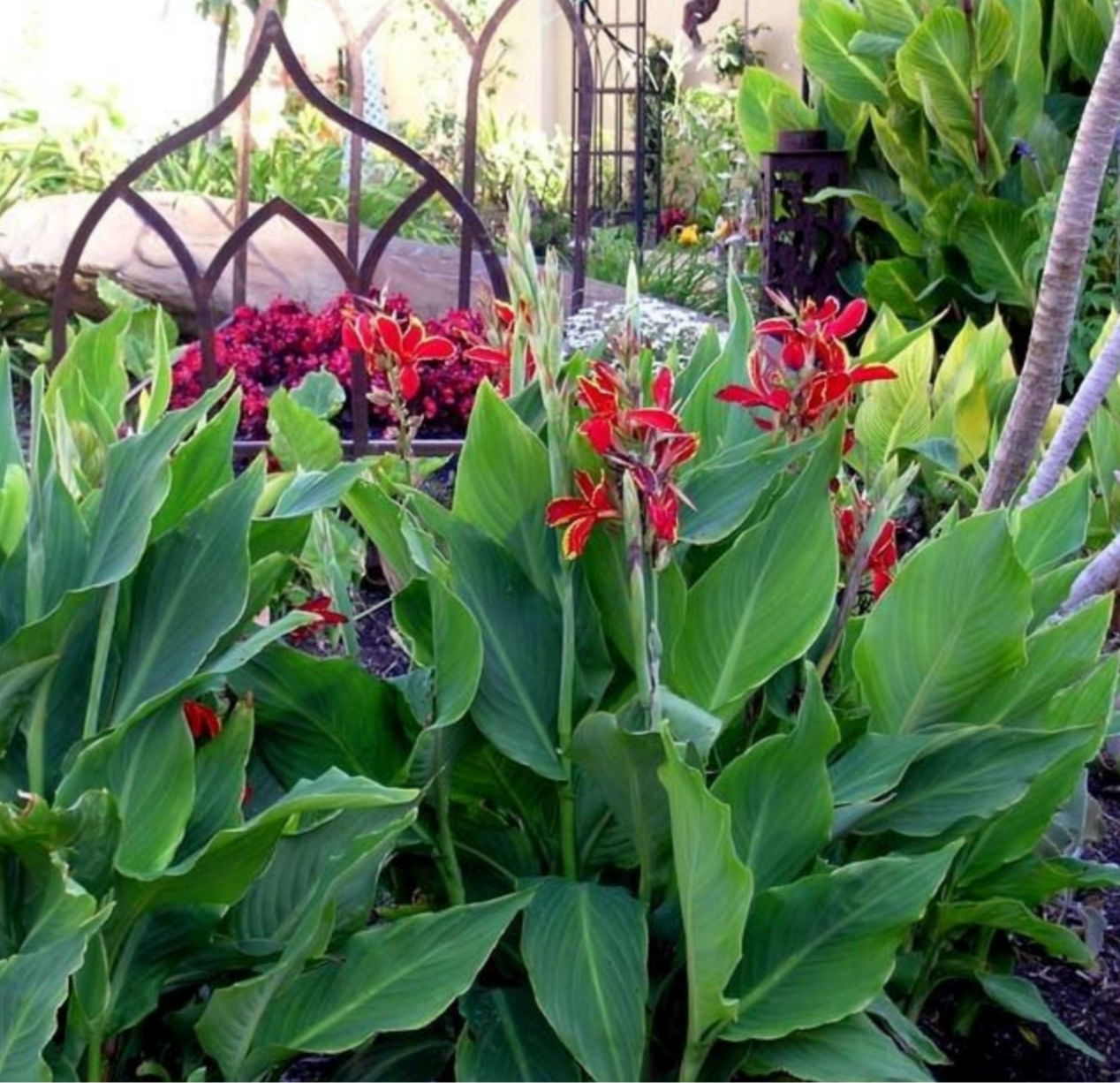 Canna x generalis 'Lucifer'