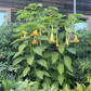 ANGEL TRUMPET 'Charles Grimaldi' --Brugmansia x. cubensis--