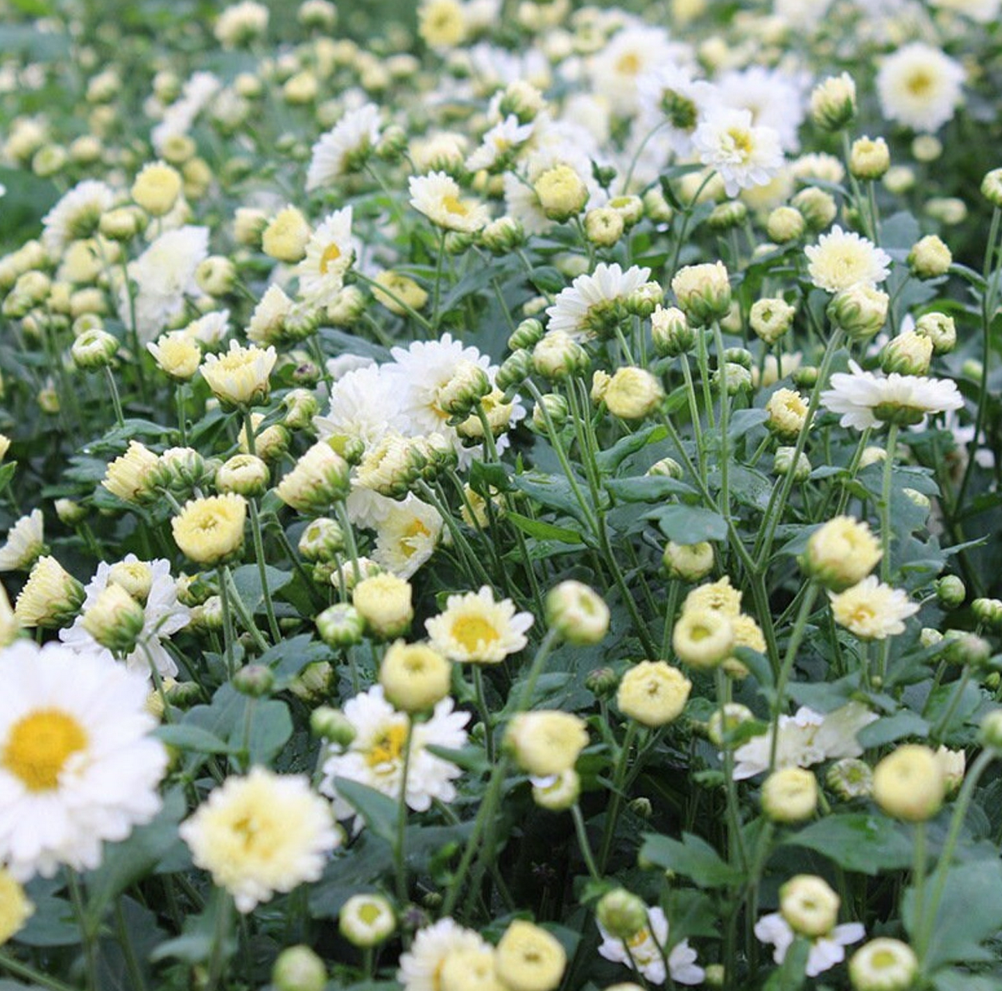 CHRYSANTHEMUM 'White Tea' --Chrysanthemum morifolium--