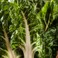 CHARD 'Silverado'
