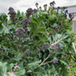 BROCCOLI 'Early Purple Sprouting'