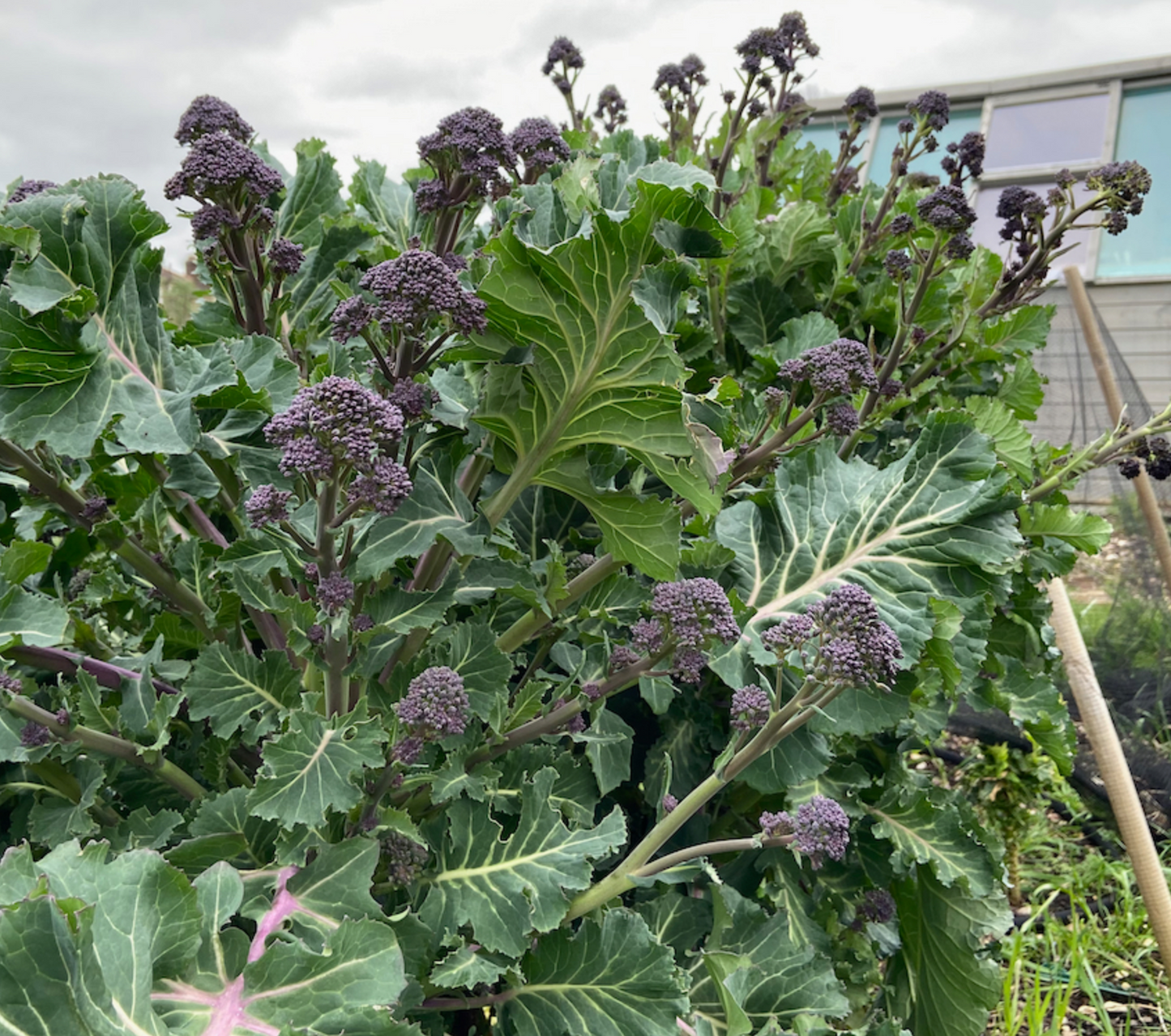 BROCCOLI 'Early Purple Sprouting'