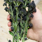 BROCCOLI 'Early Purple Sprouting'