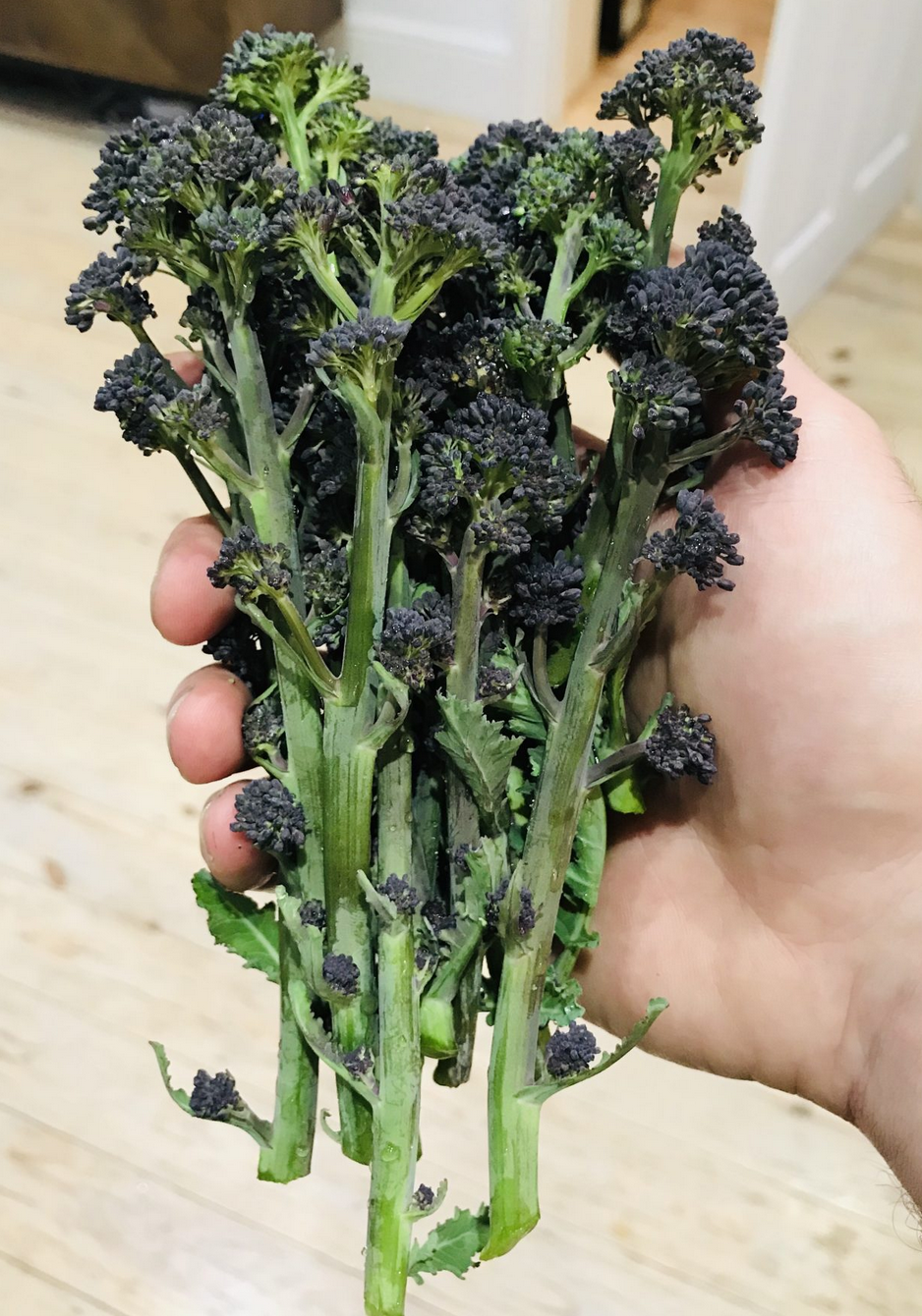 BROCCOLI 'Early Purple Sprouting'