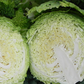 CABBAGE 'Famosa'