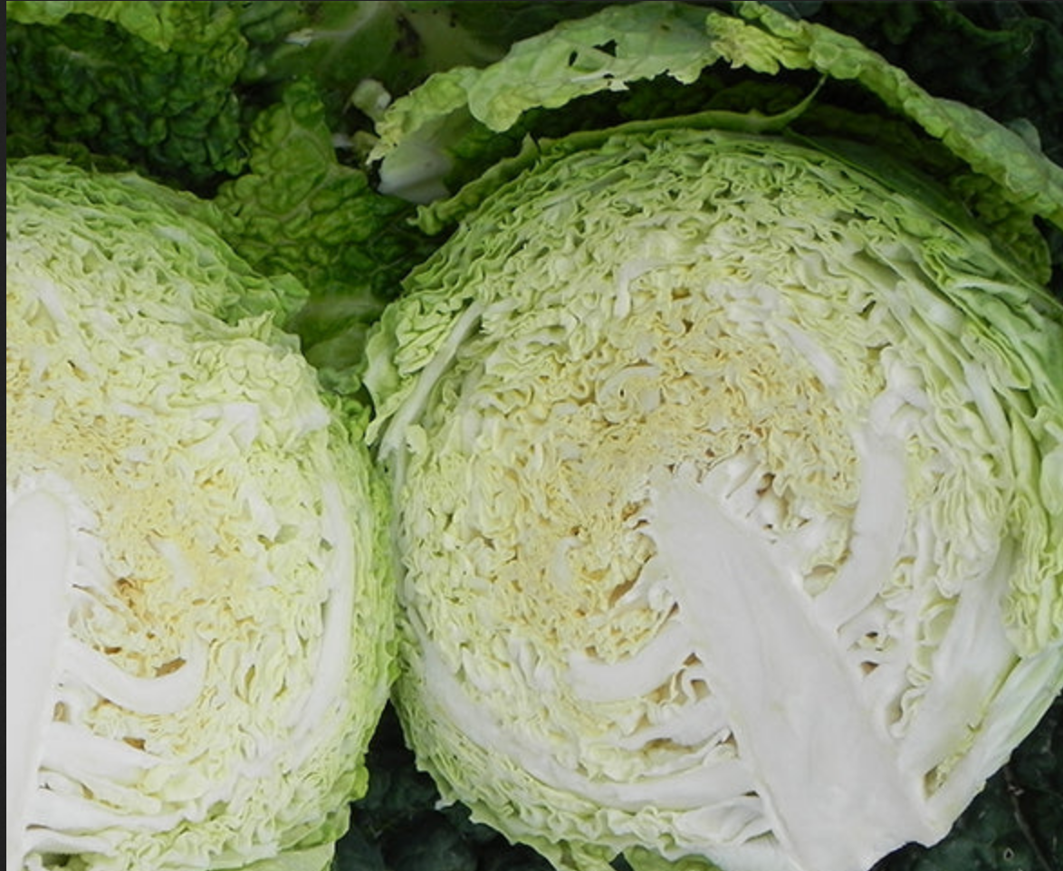 CABBAGE 'Famosa'