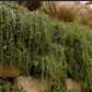 ROSEMARY 'Huntington Carpet' --Rosmarinus officinalis--