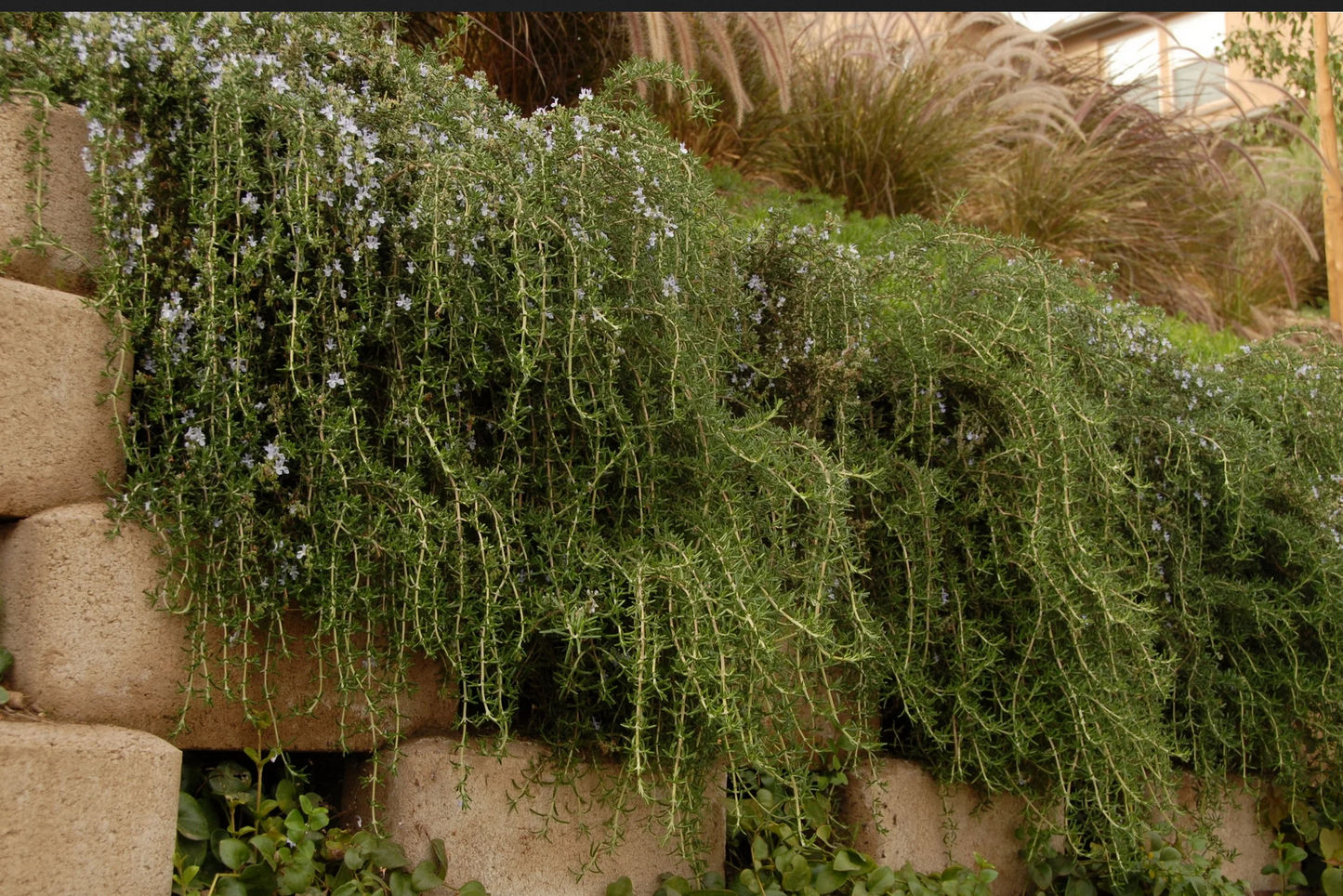 ROSEMARY 'Huntington Carpet' --Rosmarinus officinalis--