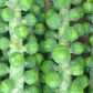 BRUSSELS SPROUT 'Igor'