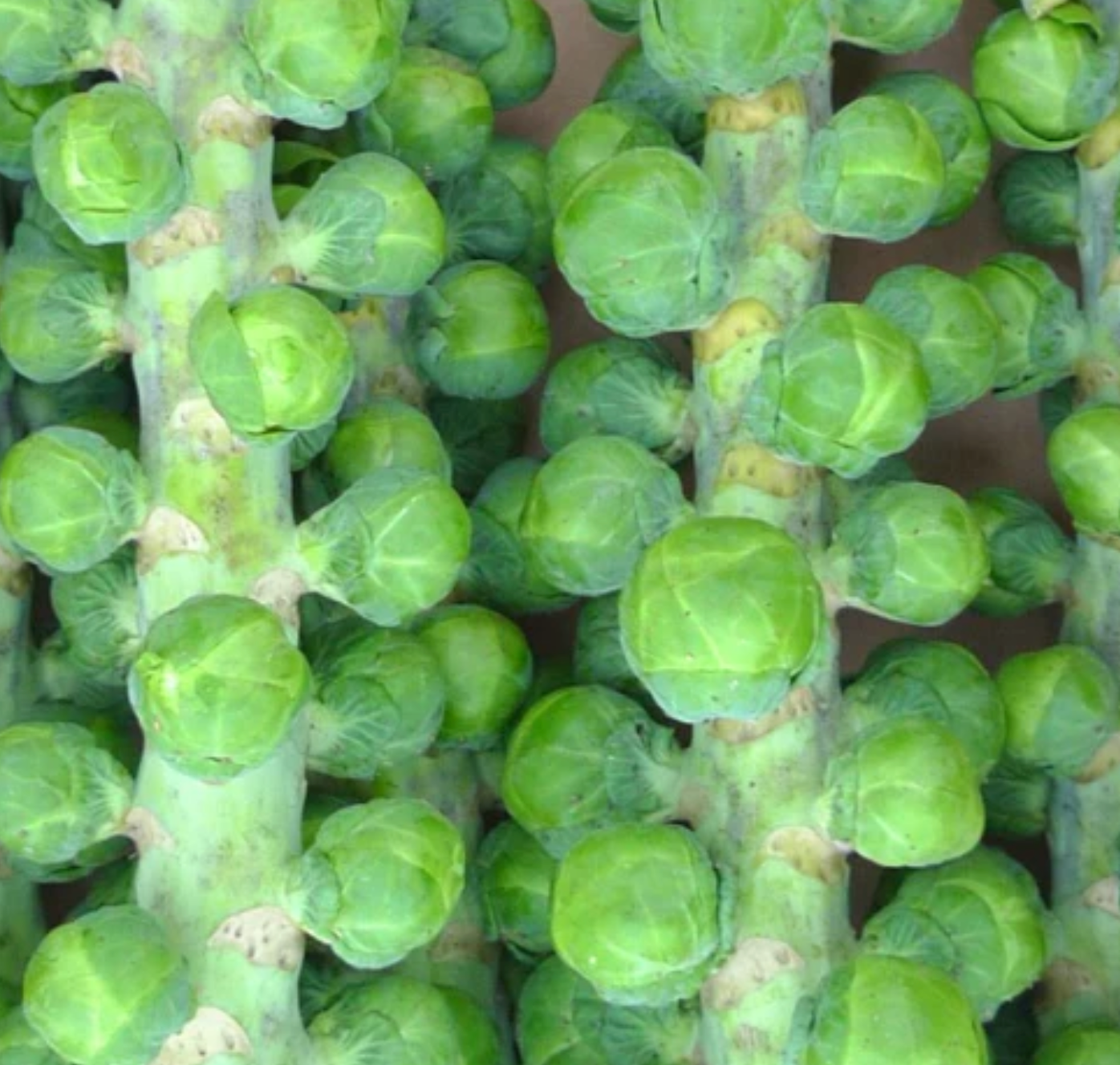 BRUSSELS SPROUT 'Igor'