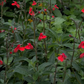 Salvia blepharophylla --Eyelash-Leaf Sage--
