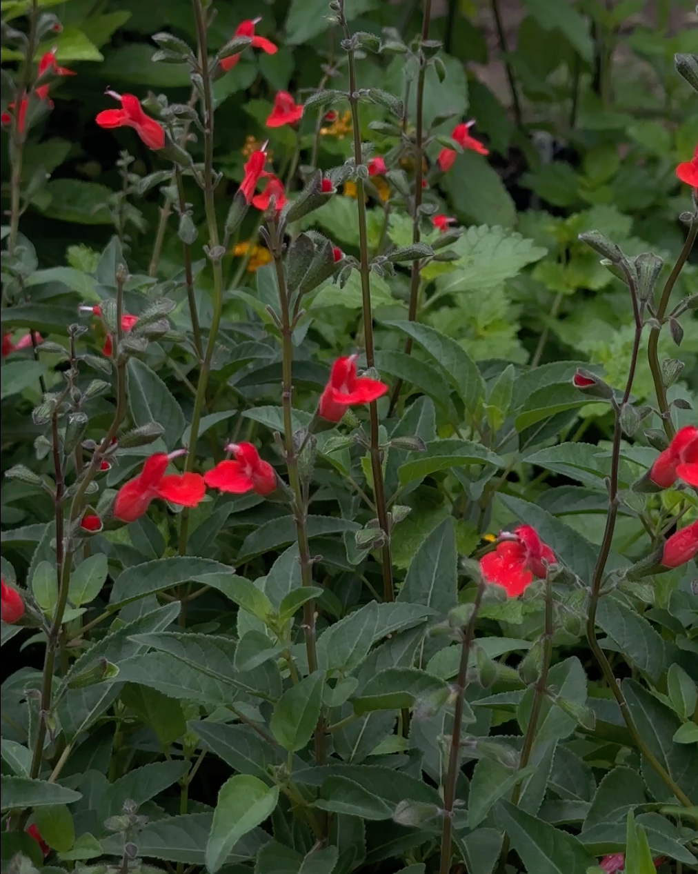 Salvia blepharophylla --Eyelash-Leaf Sage--