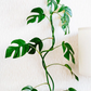 Rhaphidophora tetrasperma --Mini Monstera--