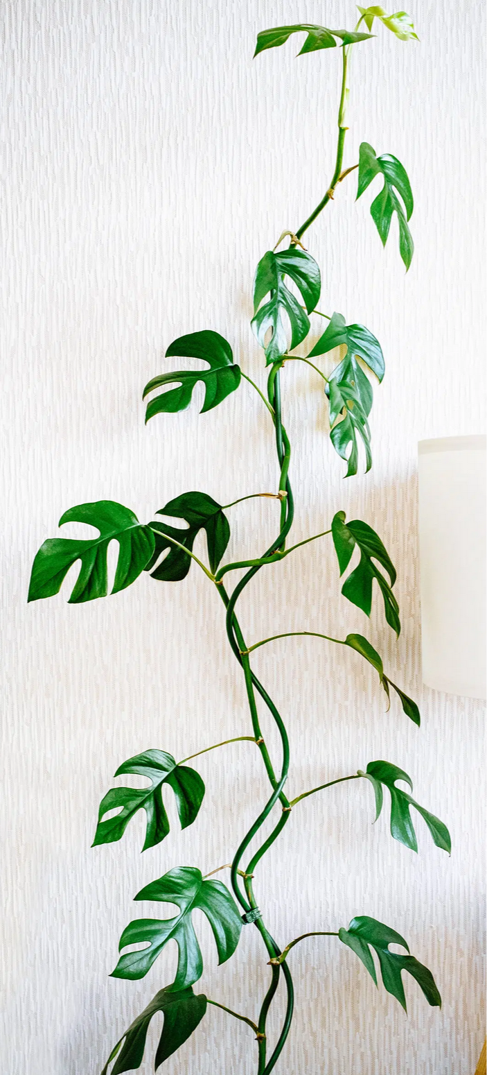 Rhaphidophora tetrasperma --Mini Monstera--