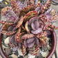 Kalanchoe humilis 'Desert Surprise'