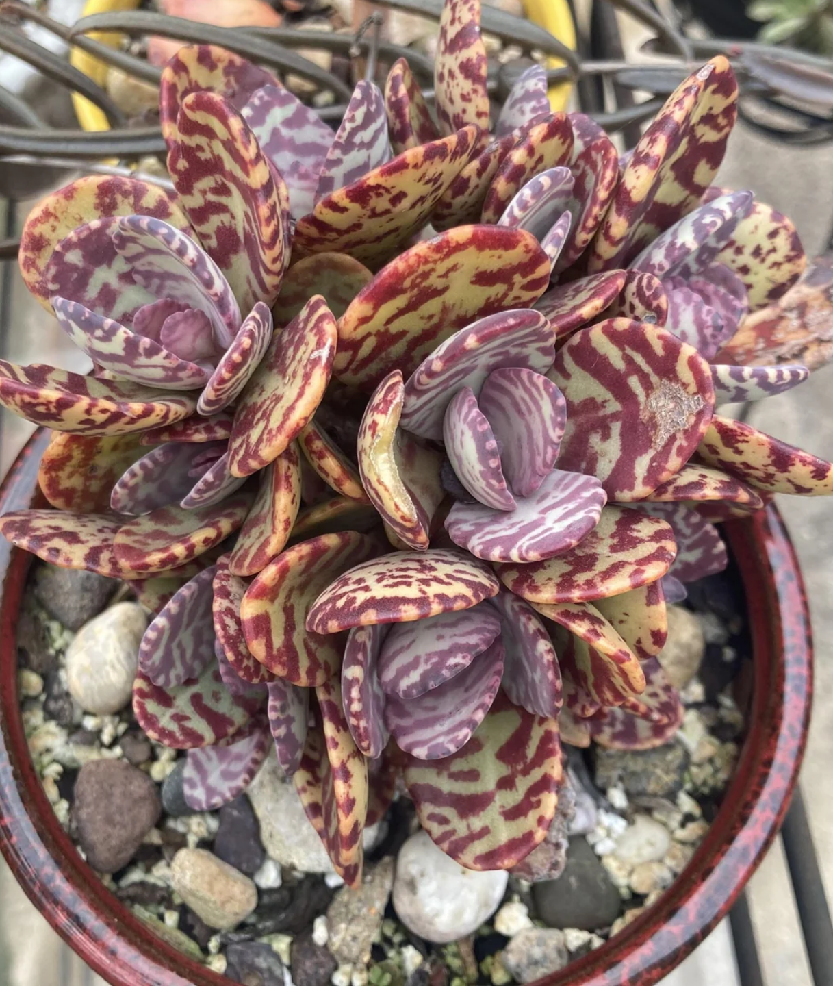 Kalanchoe humilis 'Desert Surprise'