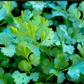 CILANTRO 'Slow Bolt' --Coriandrum sativum--